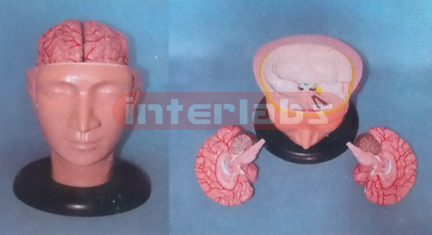 BIG DELUXE HEAD MODEL WITH BRAIN BY ARTERIES (3 PCS)